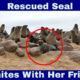 Rescued Seal Reunites With Her Friends