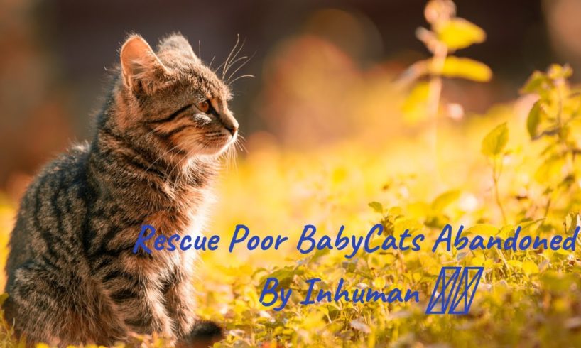 Rescued a cat  #cat #catsoftiktok #cats #pet #help  #fyp #catlover #youtubeindia #catvideo #helping