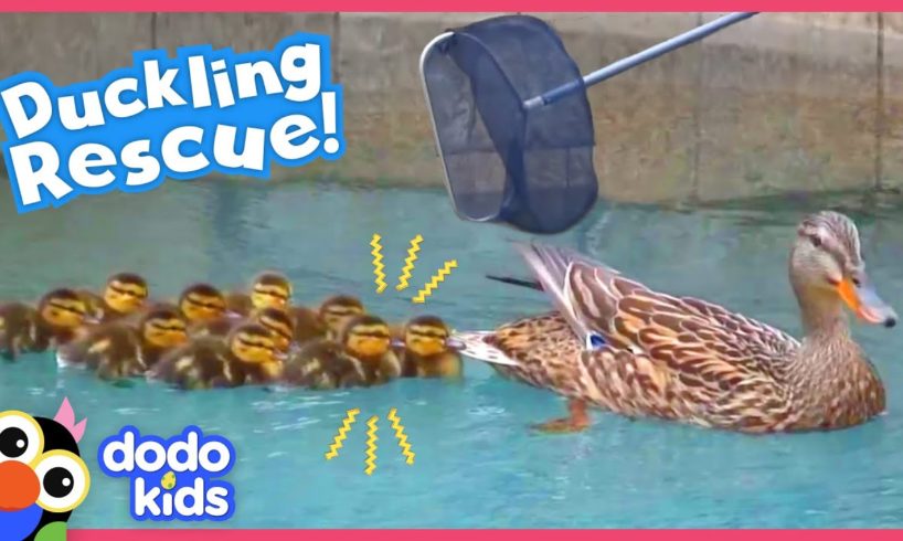 Rescuer Won't Leave Littlest Duckling Behind | Rescued! | Dodo Kids