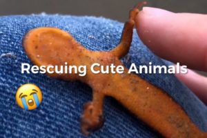 Rescuing Cute Animals Compilation