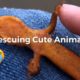 Rescuing Cute Animals Compilation