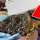 SHOCKY! Removal HUGE BARNACLES From Blind Turtle With Knife! Animal Rescue!