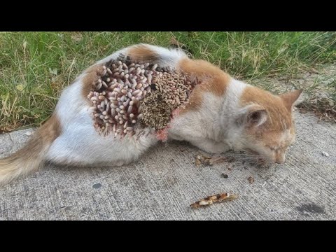 SHTT ! ! Feeding the Stray Cat Looking for Food from the Trash (Animal Rescue Video)