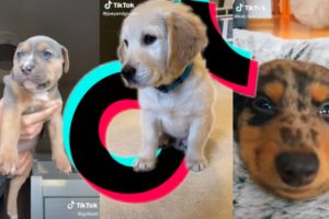 *SWEET* The Cutest Puppies On TikTok Compilation