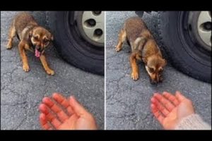 Scared Dog Abandoned On Roadside Melts In Woman’s Arms After Being Rescued / rescue puppy