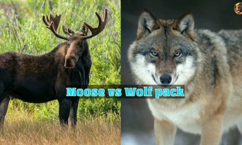 Scariest Animal Fights Caught on Camera