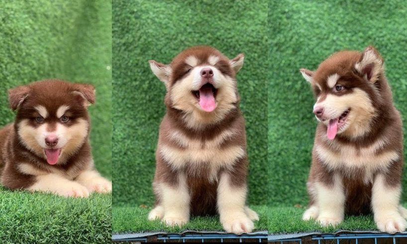 She's cute - Cutest Puppies