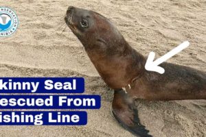 Skinny Seal Rescued From Fishing Line