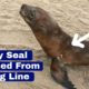 Skinny Seal Rescued From Fishing Line