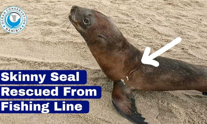 Skinny Seal Rescued From Fishing Line