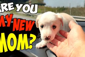 Small Puppy Changes Completely After Being Rescued