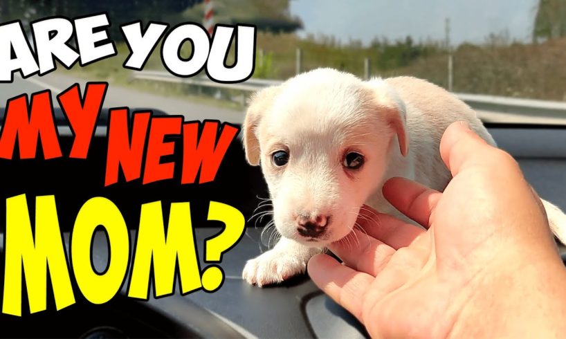 Small Puppy Changes Completely After Being Rescued