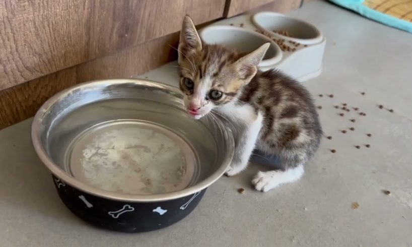 Some water for the poor kitten 🐈 ❤️ - Takis Shelter