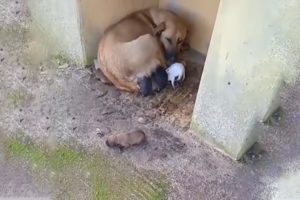 Someone Threw Them in The Terrible Cold, Gave Birth On Her Own And Trying to Protect Puppies