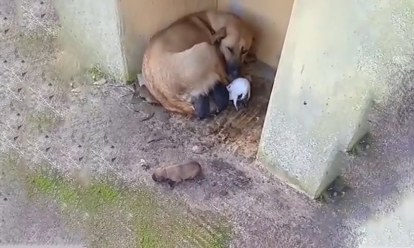 Someone Threw Them in The Terrible Cold, Gave Birth On Her Own And Trying to Protect Puppies