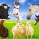 Sound of Animals Around Us: Cow, Cat, Horse, Rooster. Farm Animals [ Farm Animal Videos ]