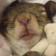 Squirrel rescued from hurricane now sleeps with her teddy bear (Squirrel loves to dress up)