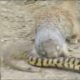 Squirrel vs Snake fight(2022) animal's fighting#short #viral #youtube