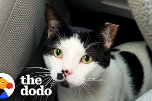 Stray Cat Chooses His New Mom And Now Copies Everything His New Brother Does | The Dodo