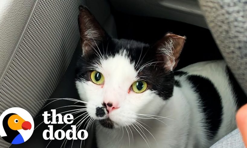 Stray Cat Chooses His New Mom And Now Copies Everything His New Brother Does | The Dodo