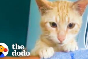 Stray Cat Follows Woman Home And Raises Her Rescue Kittens | The Dodo Soulmates