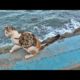 Stray Cats Living On The Beach Just Want To Eat (Animal Rescue Video)