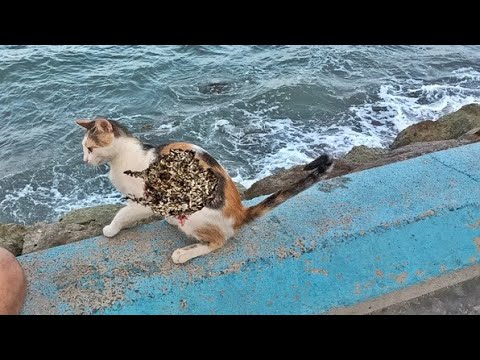 Stray Cats Living On The Beach Just Want To Eat (Animal Rescue Video)