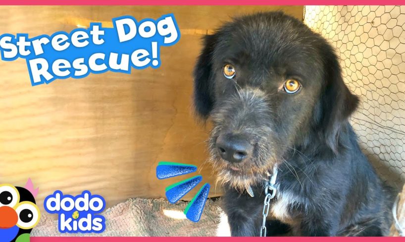 Stray Dogs Travel 23 Hours To Their New Home | Dodo Kids | Rescued!