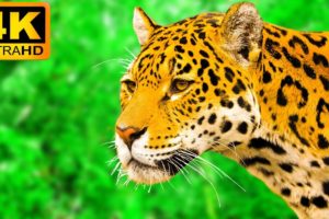 Superb Animals in 4K ULTRA HD - Collection of Wild and Colorful Animals 4K TV