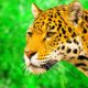 Superb Animals in 4K ULTRA HD - Collection of Wild and Colorful Animals 4K TV