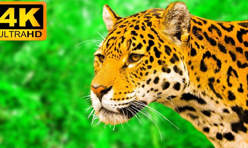 Superb Animals in 4K ULTRA HD - Collection of Wild and Colorful Animals 4K TV