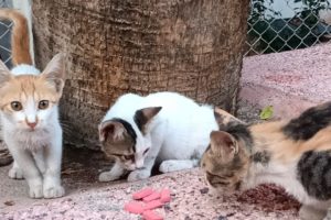 Sweet Cat Group Is Waiting For Food From Us ๐ป Street Cats /Cat Rescue /Animal Rescue