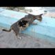 The Black Stray Cat Comes to Eat When It Sees Us (Animal Rescue Video 2022)