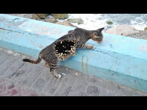 The Black Stray Cat Comes to Eat When It Sees Us (Animal Rescue Video 2022)