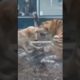 The Dog Bullies Tiger।animal funny fighting (2022,)#shorts #funny #fight