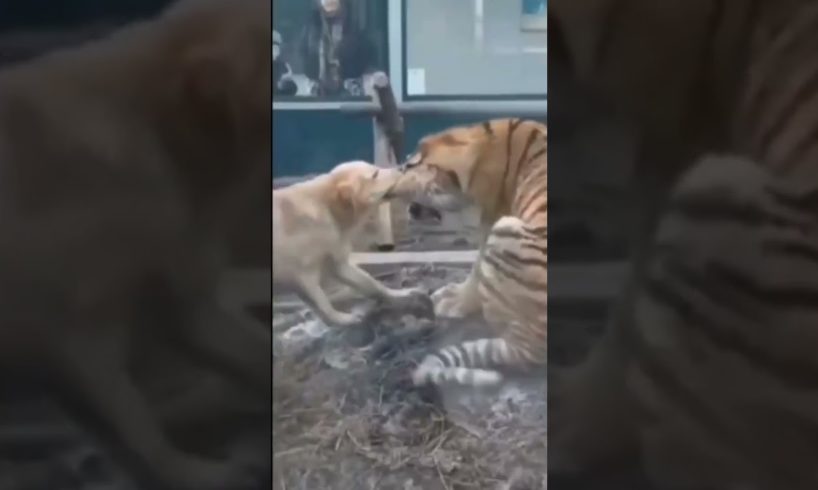 The Dog Bullies Tiger।animal funny fighting (2022,)#shorts #funny #fight