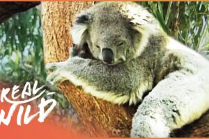 The Incredible Animals Of Australia (Wildlife Documentary) | Magic Of Nature | Real Wild