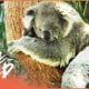 The Incredible Animals Of Australia (Wildlife Documentary) | Magic Of Nature | Real Wild