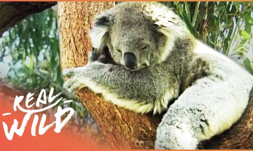 The Incredible Animals Of Australia (Wildlife Documentary) | Magic Of Nature | Real Wild