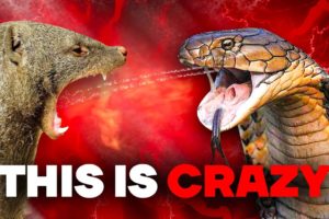 The Most INSANE Wild Animal Fights