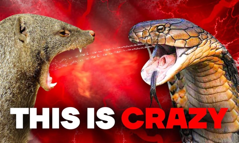 The Most INSANE Wild Animal Fights