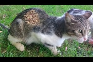 The Stray Cats Were So Hungry .. Mom and Kitten So Cute (Animal Rescue/ Cat Rescue)