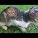 The Stray Cats Were So Hungry .. Mom and Kitten So Cute (Animal Rescue/ Cat Rescue)