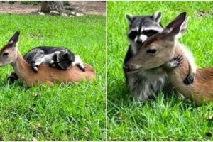 The Touching Friendship of the Rescued Raccoon and Deer Delighted Social Networks