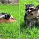 The Touching Friendship of the Rescued Raccoon and Deer Delighted Social Networks