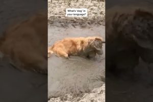 The dog is stuck in the mud