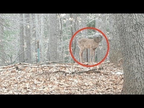 The man saw a strange creature in the forest and called the animal rescue