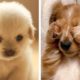 These Cute Puppies Are Adorable 😍 Watch It All To See What You're Doing 🐶 😋| Cute Puppies