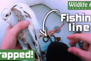 This GULL got completely tangled in fishing line! - Animal rescue