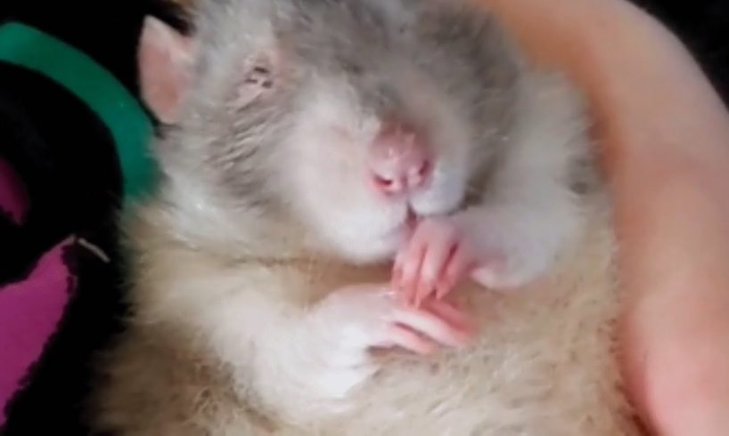 This couple adopted a disabled senior rat